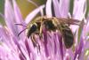 Lasioglossum sp.